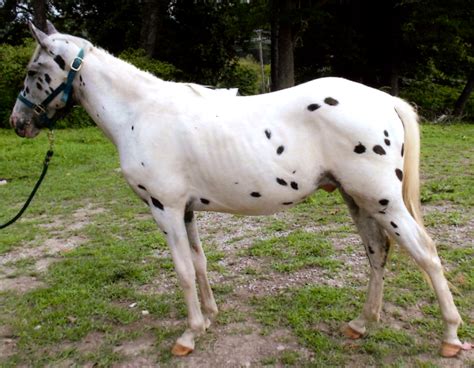 International Pattern Spot Horse Registry (The Pintaloosa).